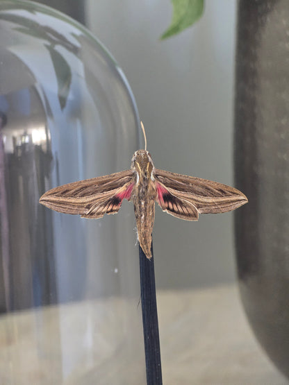 🦋 Opgezette Nachtvlinder in Stolp 🦋