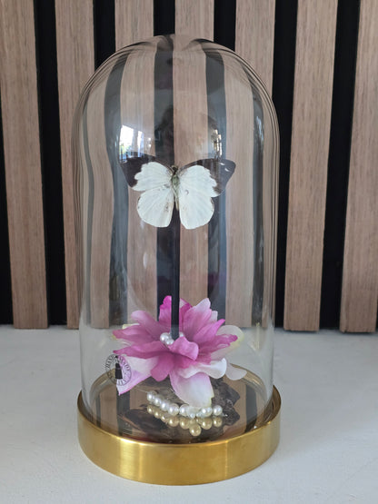 🦋✨ Vlinderstolp Appias Indra✨🦋