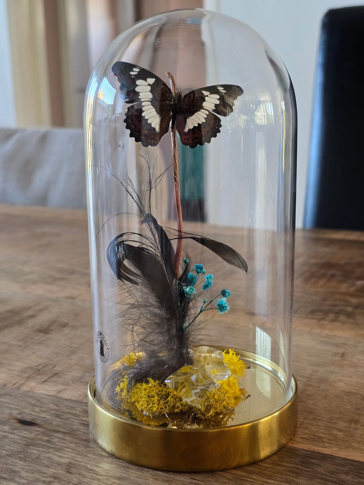 🦋 Vlinderstolp Moduza Procris 🦋