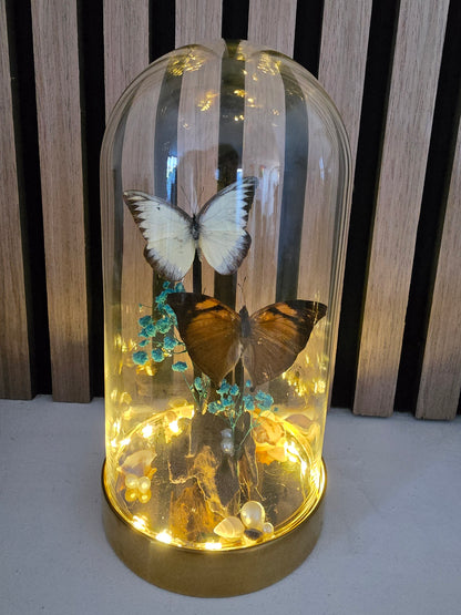 🦋 Vlinderstolp met led Doleschallia Bisaltide & Belenois Theora 🦋