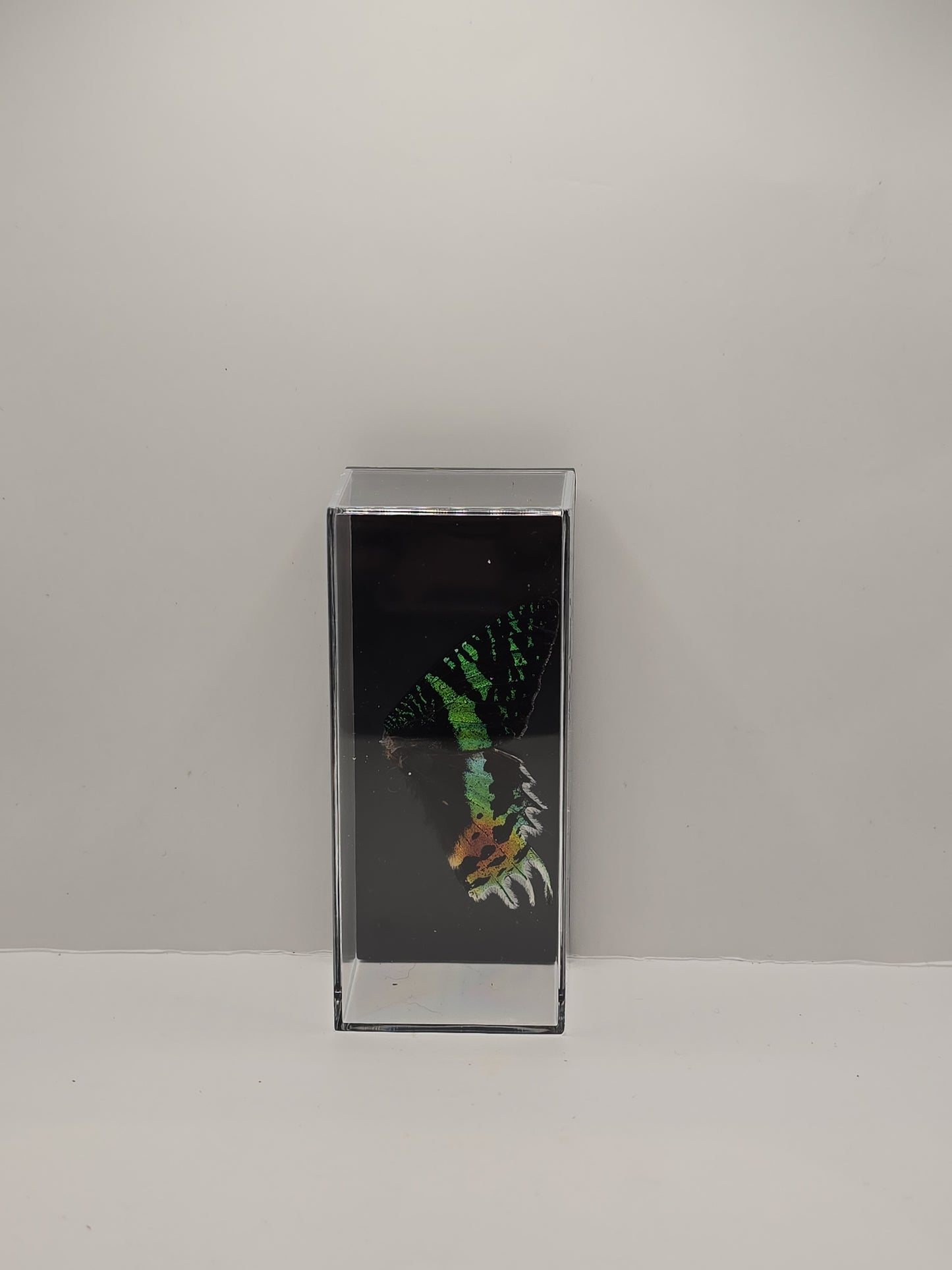 vlindervleugels in een transparante kunststof displaybox