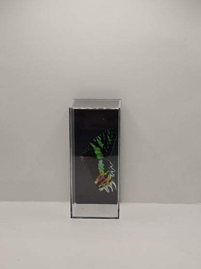 vlindervleugels in een transparante kunststof displaybox