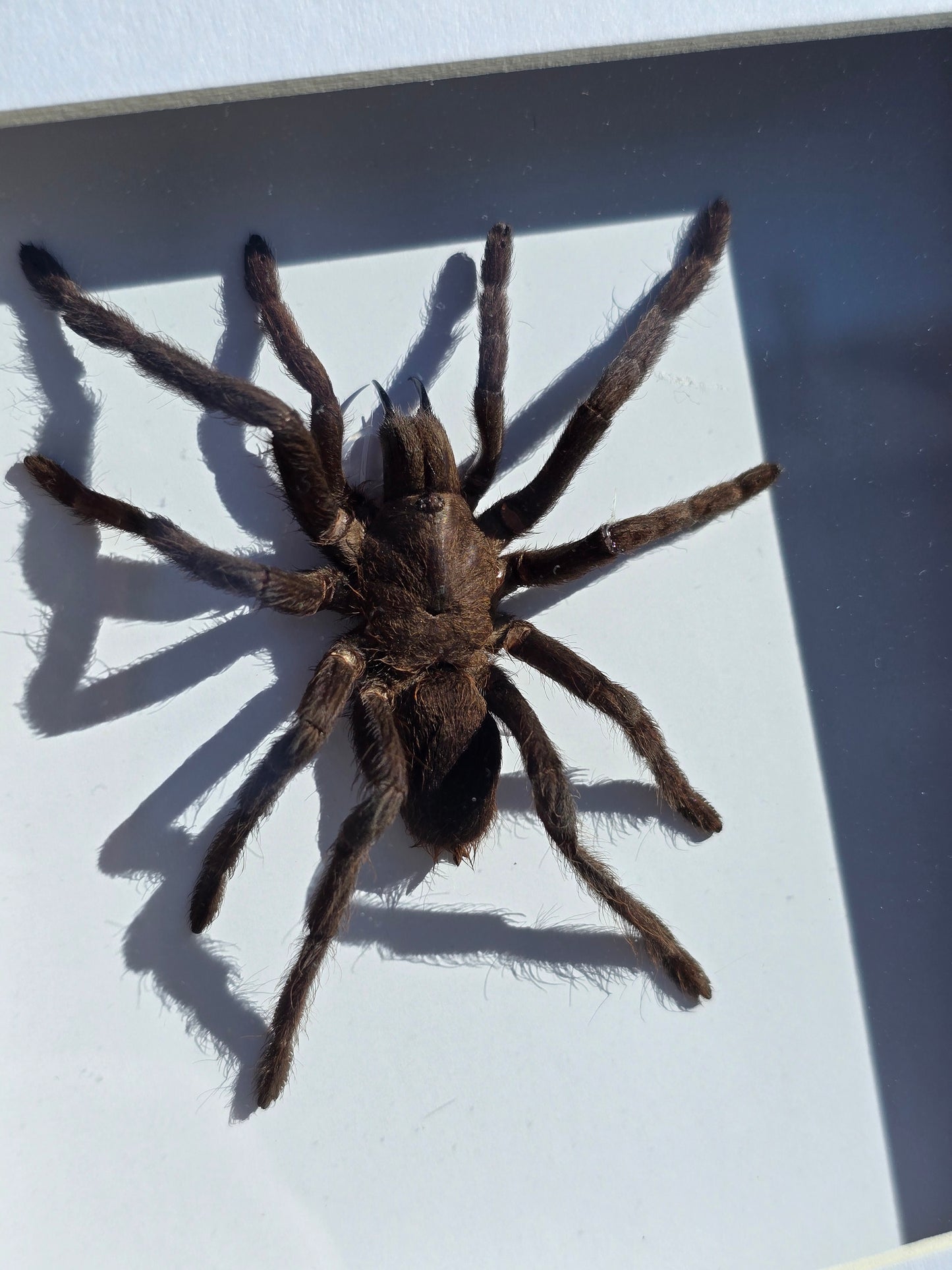 Eurypelma spinicrus Tarantula – Ingelijst