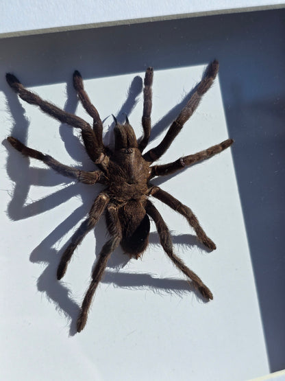 Eurypelma spinicrus Tarantula – Ingelijst