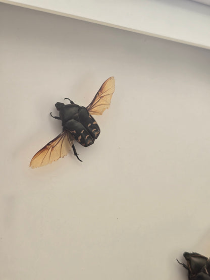 insectenlijstje 2e kansje✨