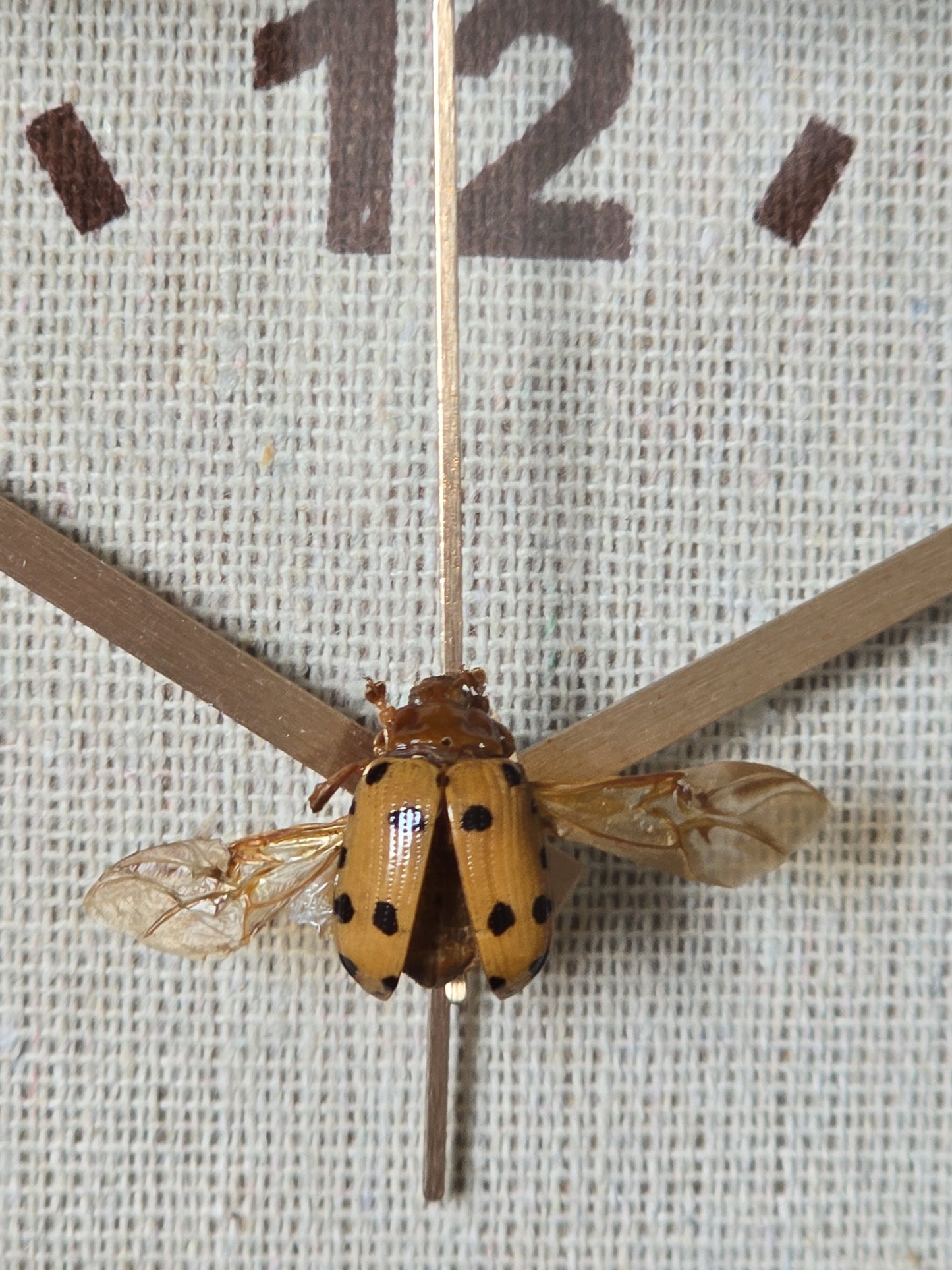 Unieke wekker met insect