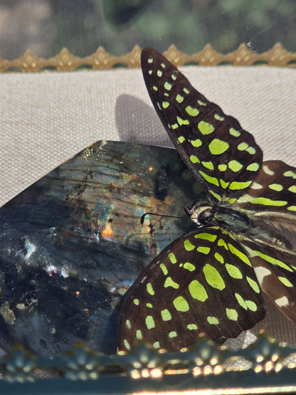 Luxe Vlinder met Labradoriet Gouden Display Box
