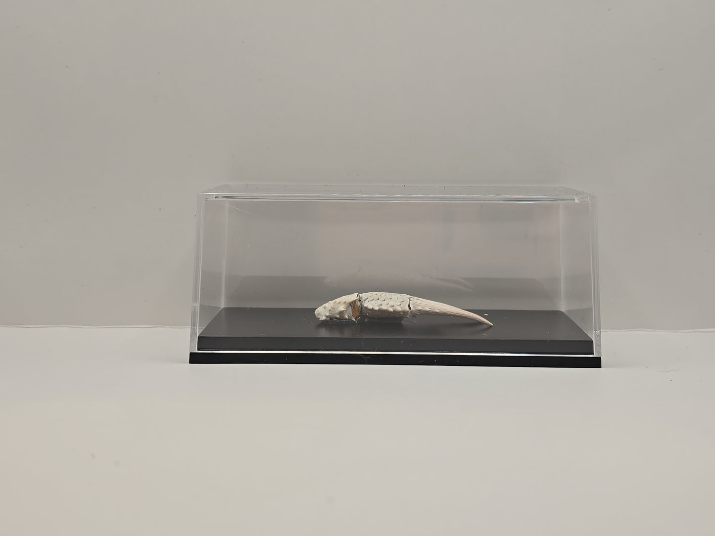 Krabschaar in Display Box