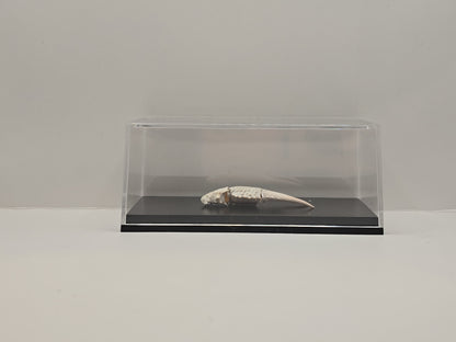 Krabschaar in Display Box