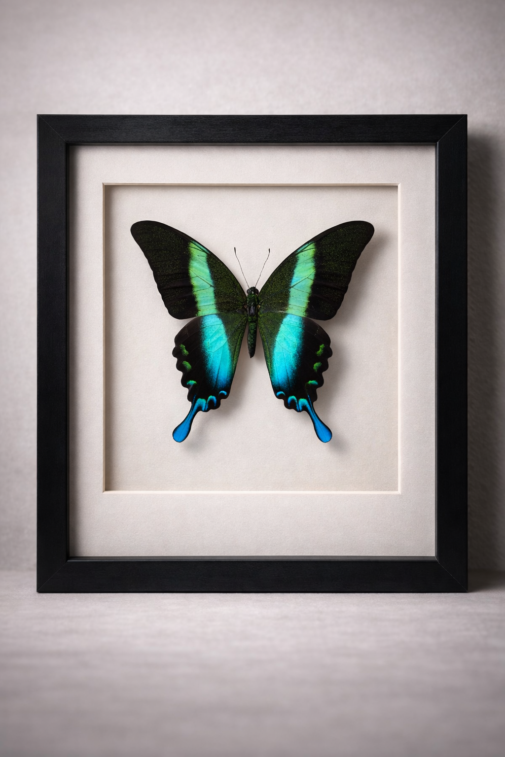 🦋 Opgezette Papilio Blumei – Peacock Swallowtail in luxe 3D lijst