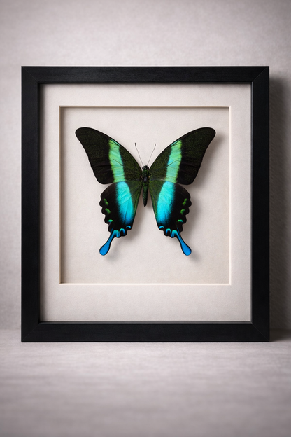 🦋 Opgezette Papilio Blumei – Peacock Swallowtail in luxe 3D lijst
