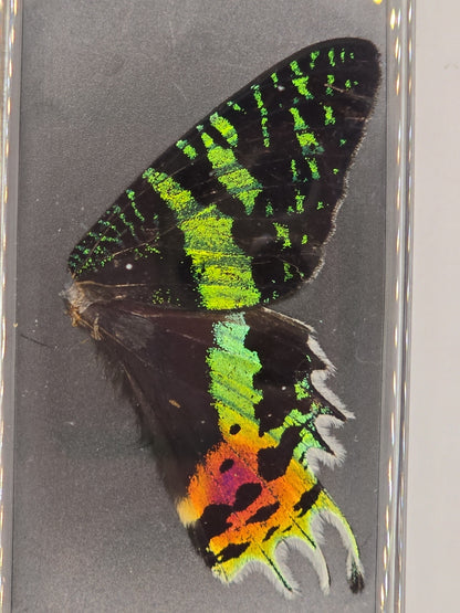 vlindervleugels in een transparante kunststof displaybox