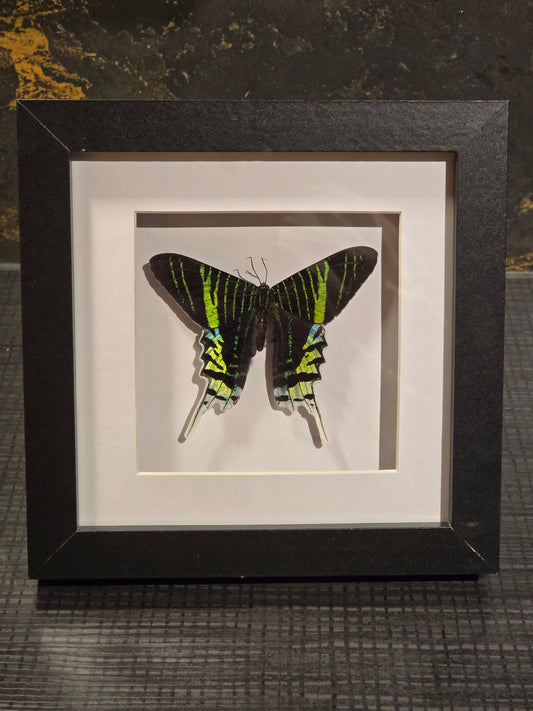 🦋 Urania Leilus – in 3D Lijst